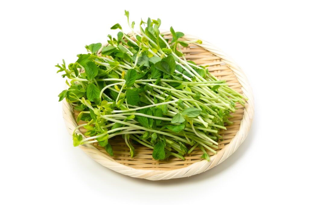 【獣医師監修】猫は豆苗を食べても大丈夫！与え方の注意点から栄養素と効果まで徹底解説