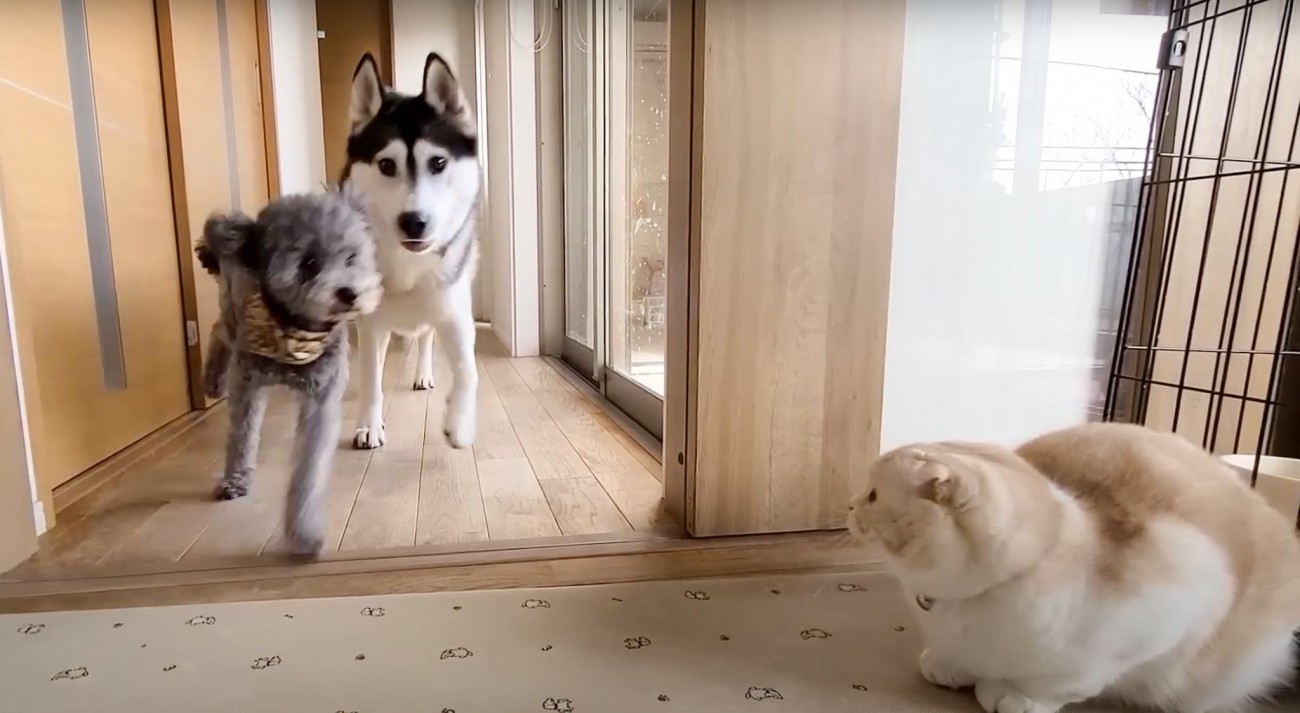  子猫が『ハスキー犬たち』を驚かせようとした結果…完全に想定外な展開が面白すぎると62万再生「吹いたw」「何度見ても可愛い」の声