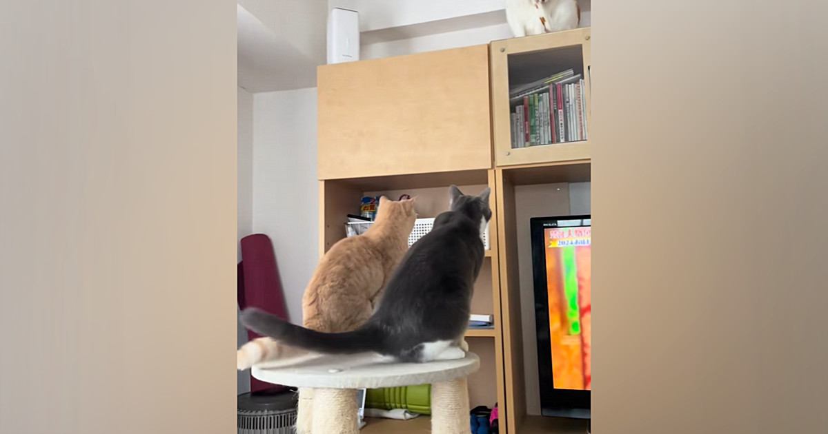 棚の上に飛び乗ろうとした"2匹の猫ちゃん"→次の瞬間…まさかの展開に爆笑する人続出「かわいすぎるｗ」「なぜ行けると思ったｗ」