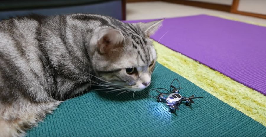 次世代オモチャ！猫ちゃんの遊び相手にドローン登場！