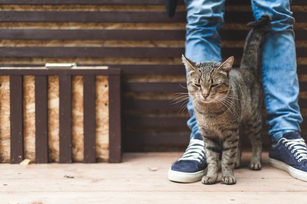 猫が飼い主より偉い！と思ってるかもしれない５つの仕草