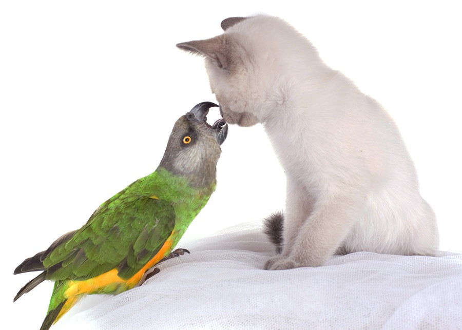 猫とインコを一緒に飼うことは可能？仲良く一緒に暮らす方法や注意点