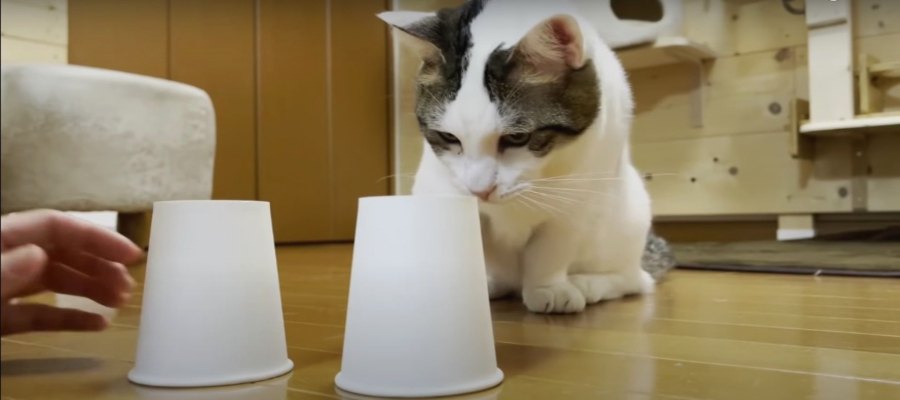 『どっちかにゃ？』猫ちゃんの紙コップチャレンジ