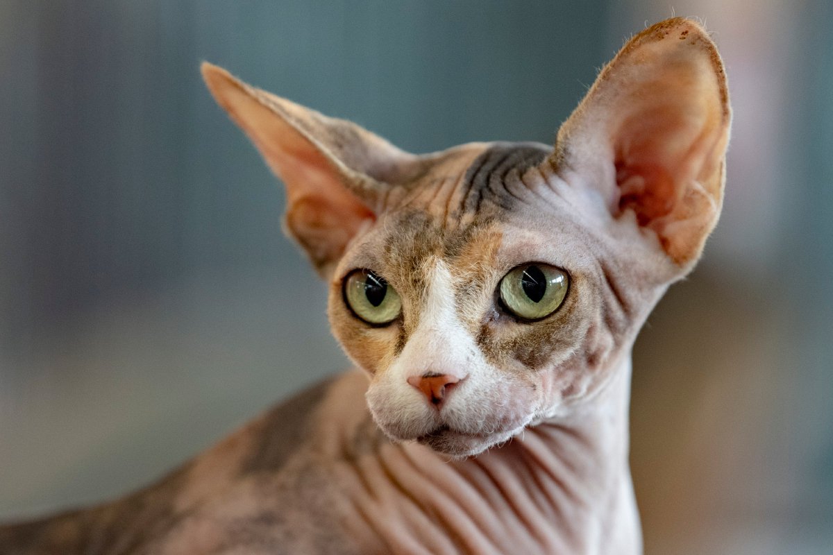 思わず目を引く『個性的な特徴』を持つ猫種5選　体格や被毛などに見られる様々な魅力をご紹介