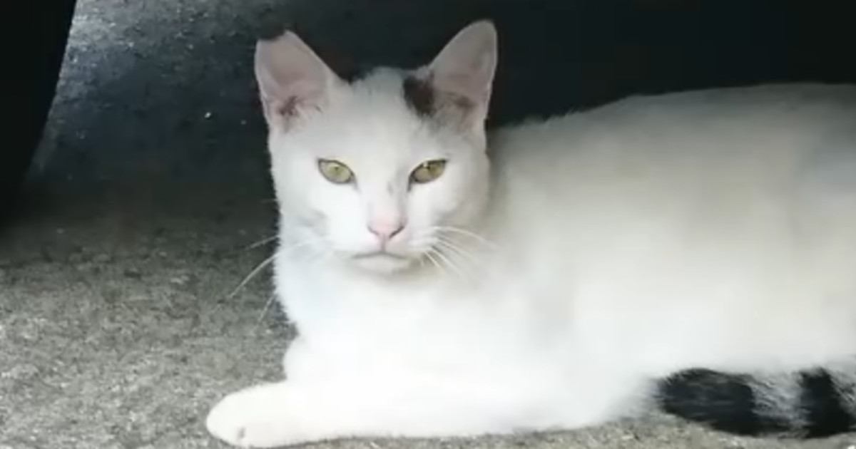 少しずつ仲良くなっていった『ひとりぼっちの猫』→突然現れなくなって20日後…思わず涙が出る展開に「泣かされますね」「グッときた」