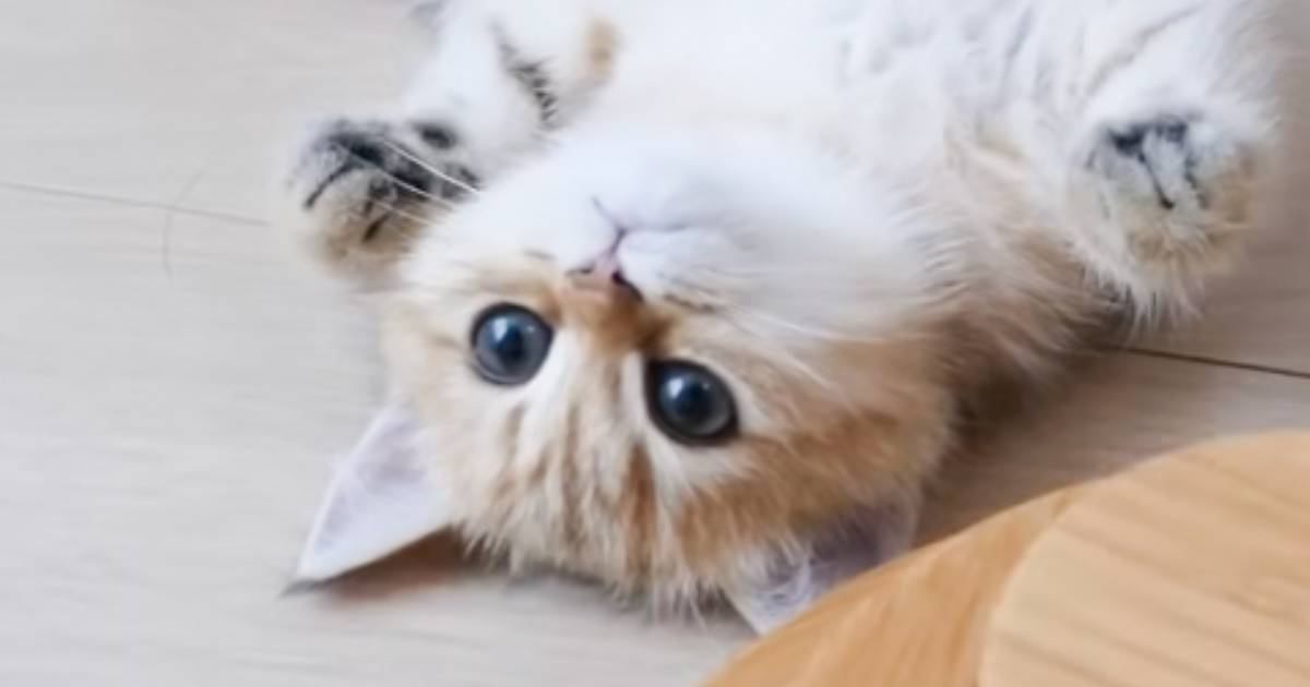 毛づくろいされ続けて『変なポーズ』になってしまった子猫…可愛すぎる光景に癒される人が続出「本当に可愛い赤ちゃんたち」「なんて愛らしさ」