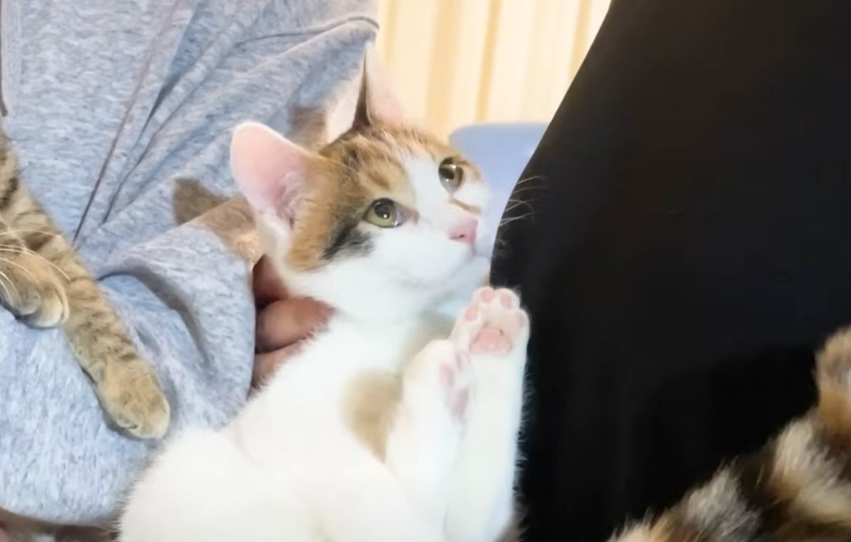 里親さんの元へと巣立っていった猫たち→初日に見せた『とんでもない姿』に吹き出す人が続出「芸術的ｗ」「初日で！？大物になるねｗ」