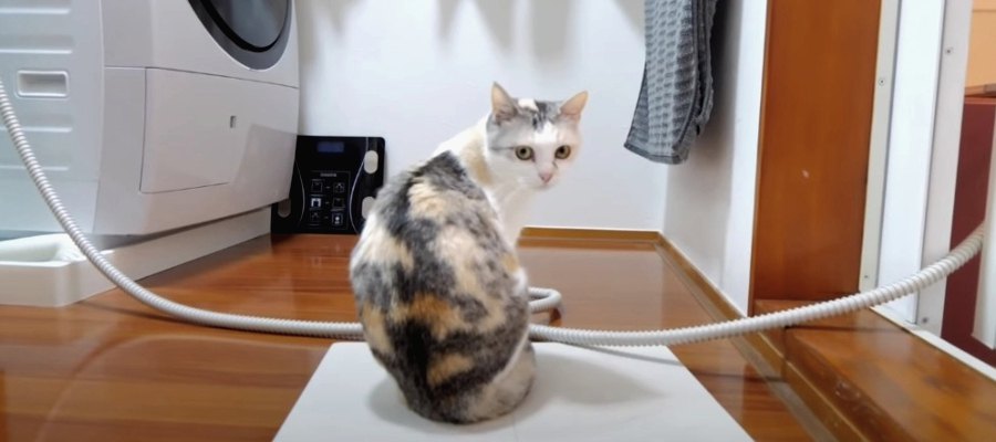 『この音は…今だ！！』猫ちゃんがこだわる水飲み場