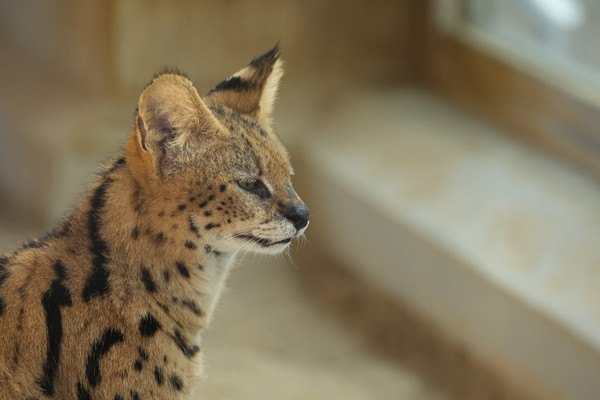 サーバルキャットのブリーダー情報や飼い方