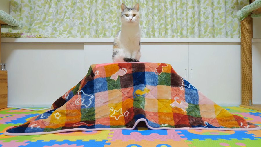 いよいよコタツのお出まし！組み立て中も猫ちゃんワクワク♪