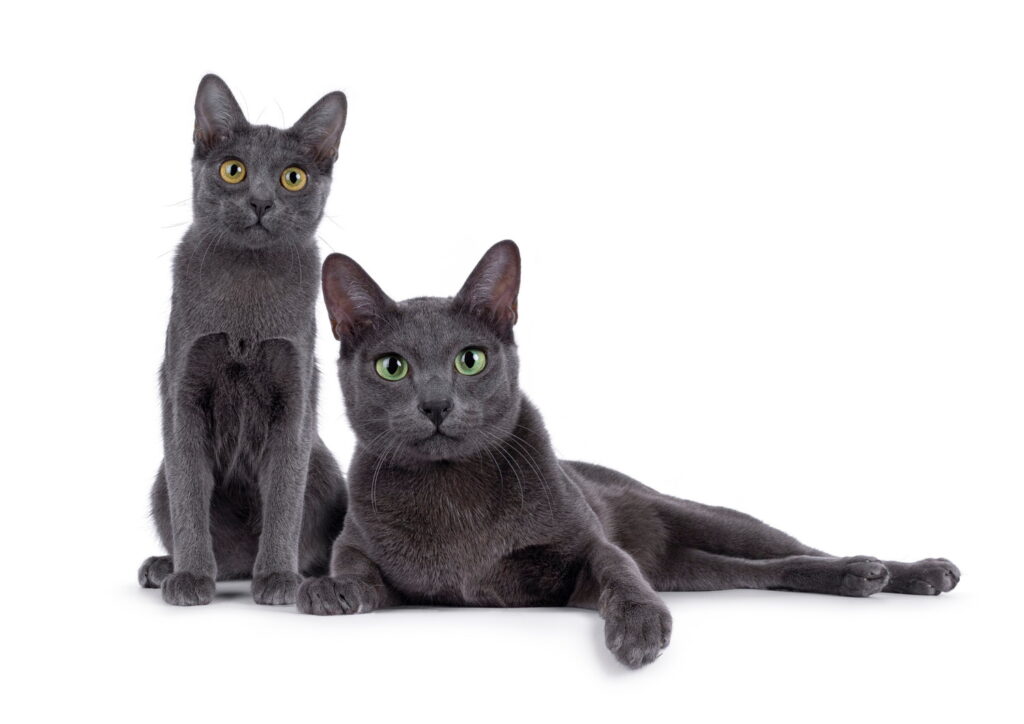 コラットの目の色は何色？ペリドットグリーンの特徴や子猫からの変化も解説