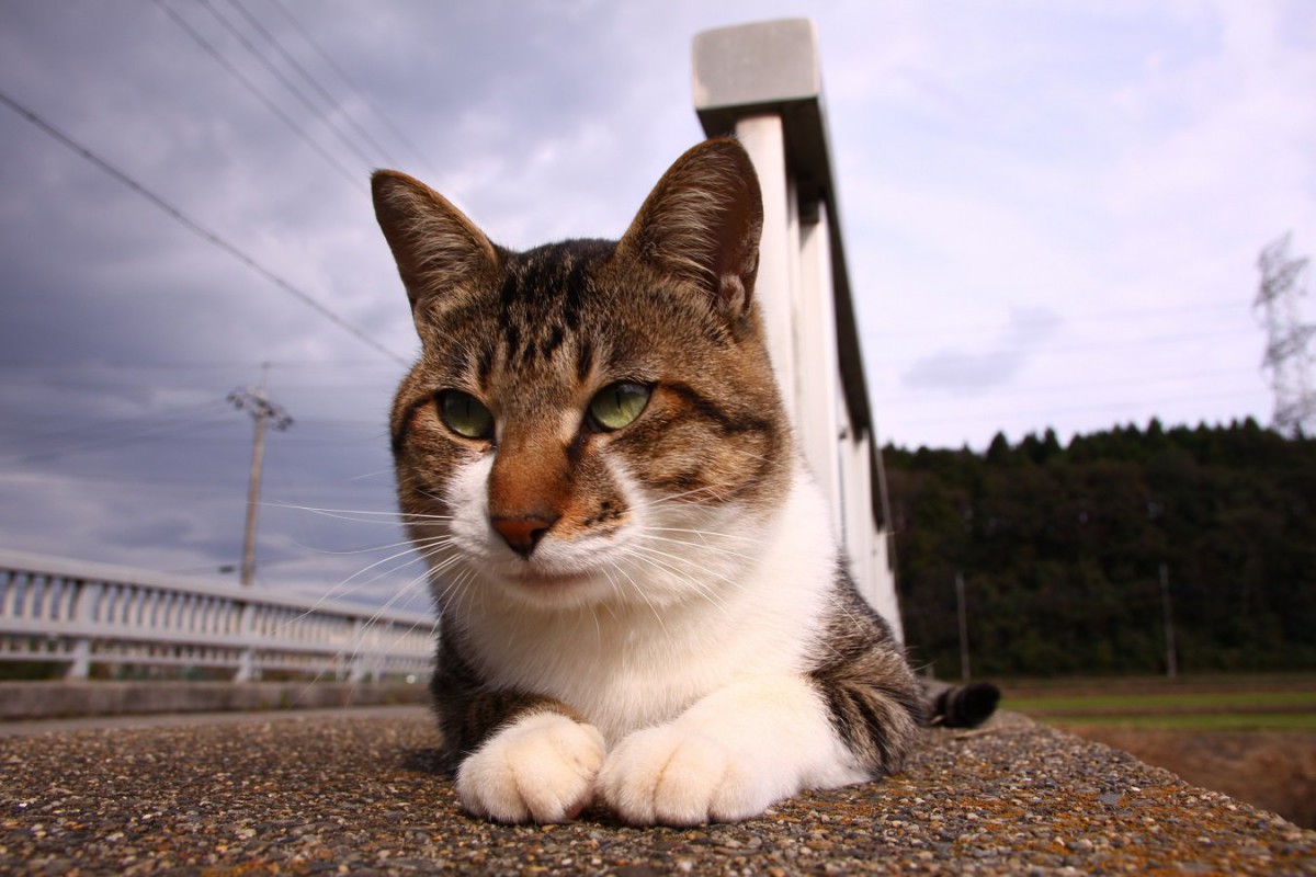 低気圧で体調を崩しがちな猫のための対策４つ