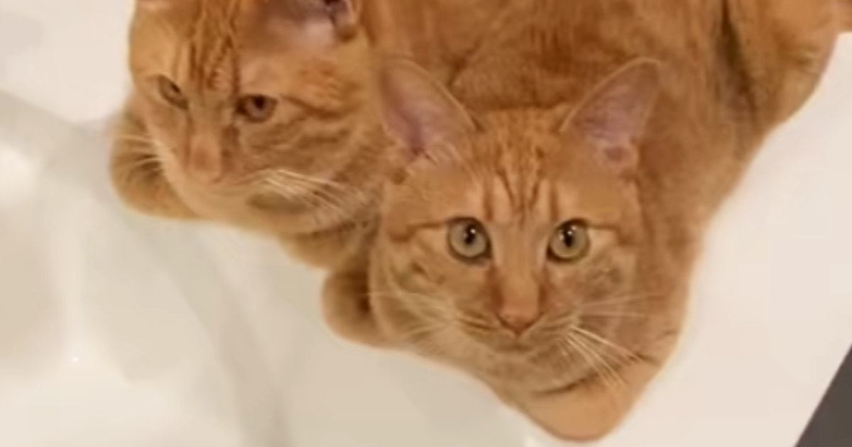 洗い物をしていると、2匹の『茶トラ猫』がやって来て…たまらなく可愛い光景に「やる気出るねｗ」「永遠に洗い物しちゃう」と21万再生