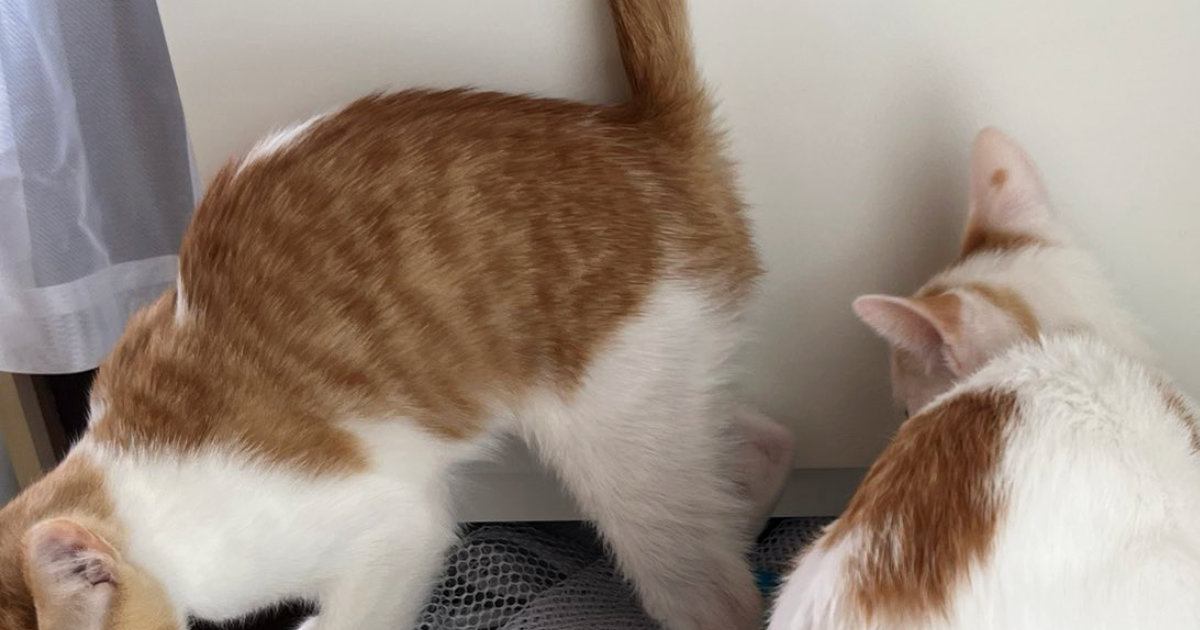 『やめてほしいｗ』引き出しを開けると、『３匹の猫』が一斉に……思わず笑ってしまう『かわいい光景』に反響「楽しそうｗｗ」「入りたがるよね」