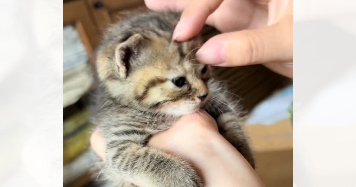 ミルクを飲んで『お腹いっぱいの子猫』→撫でられていると…胸キュン間違いなしの尊すぎる瞬間に「めっちゃ可愛い」「どう見ても天使」と12万再生