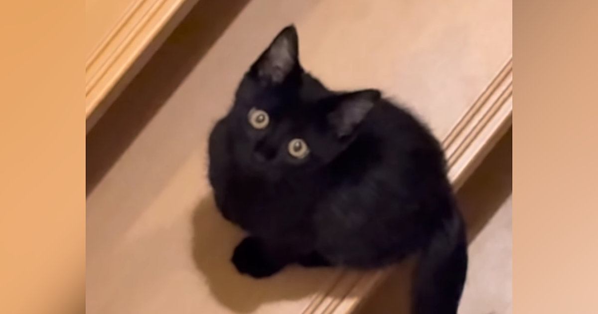 逃げたり隠れたりしていた元野良猫…涙が出るほど尊い『1か月後の光景』が51万再生「なんて可愛いんだろう」「見上げる顔がたまらん」
