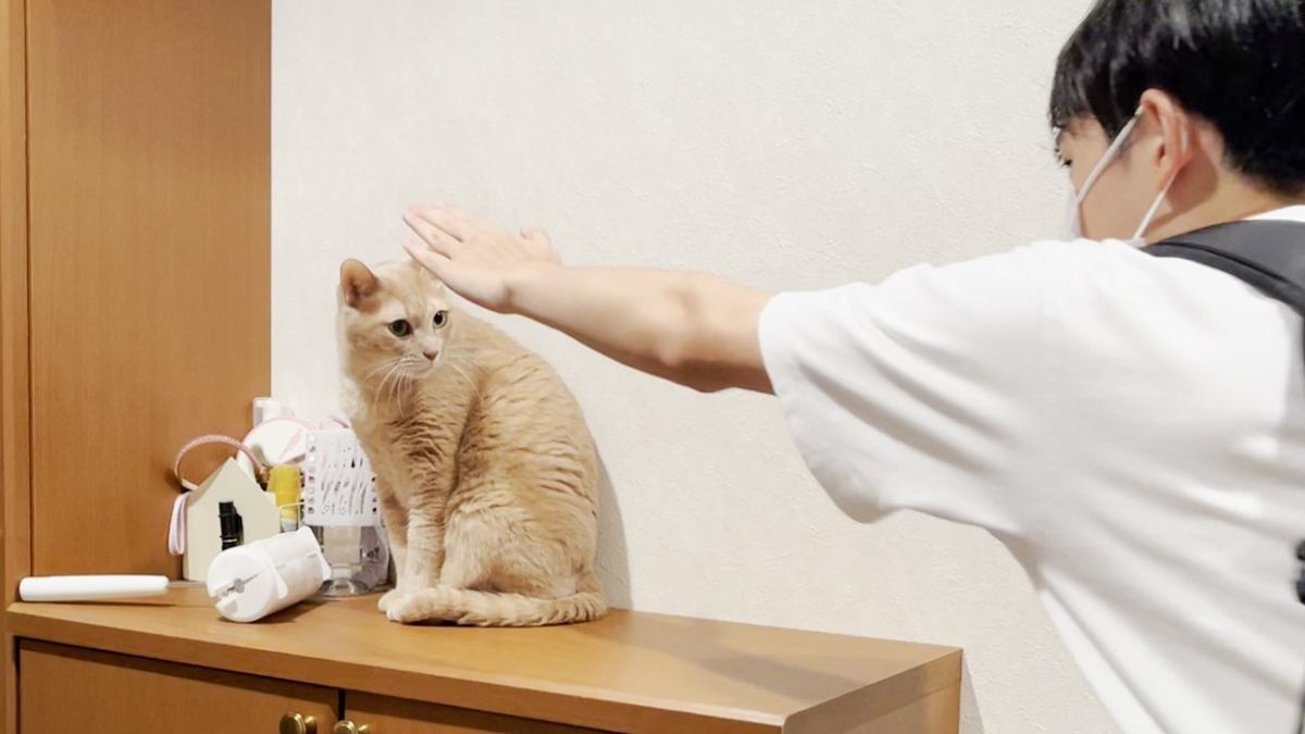 お兄ちゃんが修学旅行から帰ってきたら、猫が……まさかの『愛おしすぎる姿』が18万再生「はあー胸が苦しい」「可愛すぎて涙がでてきた」