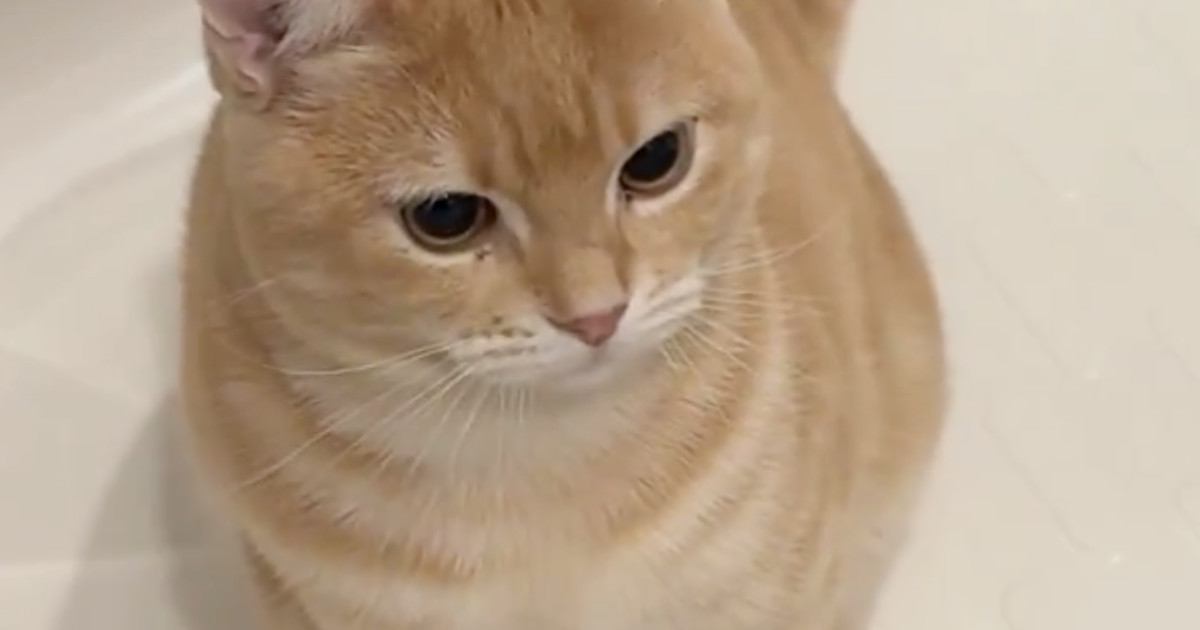 最近お風呂によく『猫の毛が浮いている』と思ったら…愛猫がしていた"予想外の行動"に「働き者だねｗ」「一生懸命で可愛いｗ」と５万いいね