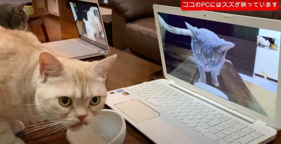 猫ちゃん達のオンラインおやつ会！？