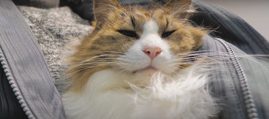 ご満悦な猫ちゃんの"ゴロゴロ音"を最高の音質で♪