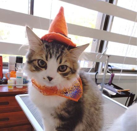 猫とハロウィンを楽しもう！かわいい仮装したねこ達を大特集