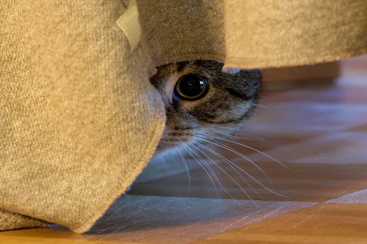 『人間不信な猫』に対して避けるべきNG行為5選　警戒してしまう理由や正しい関わり方まで解説