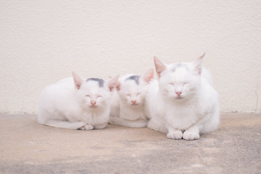 猫の数え方は「匹 or 頭」？犬と同じ？年齢の数え方も紹介