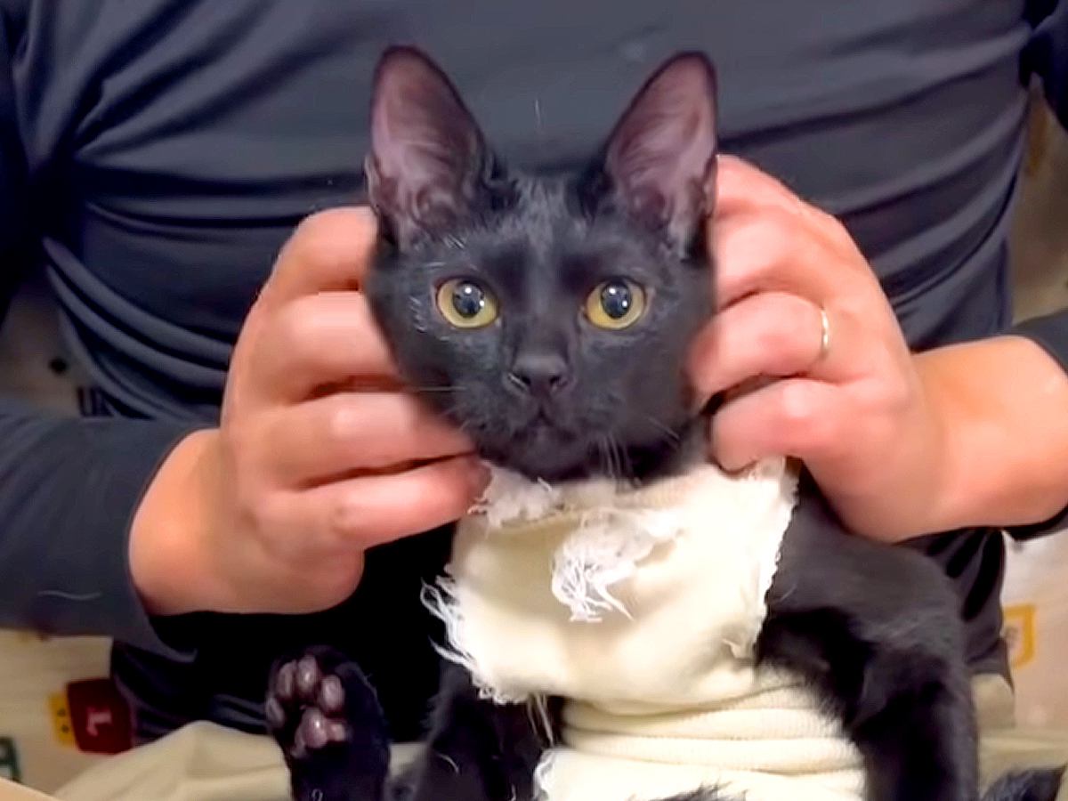 『さわれない』と返されてしまった２匹の猫→服のほつれをハサミで切ろうとしたら…涙あふれる光景に「成長したね」「安心していいんだよ」の声