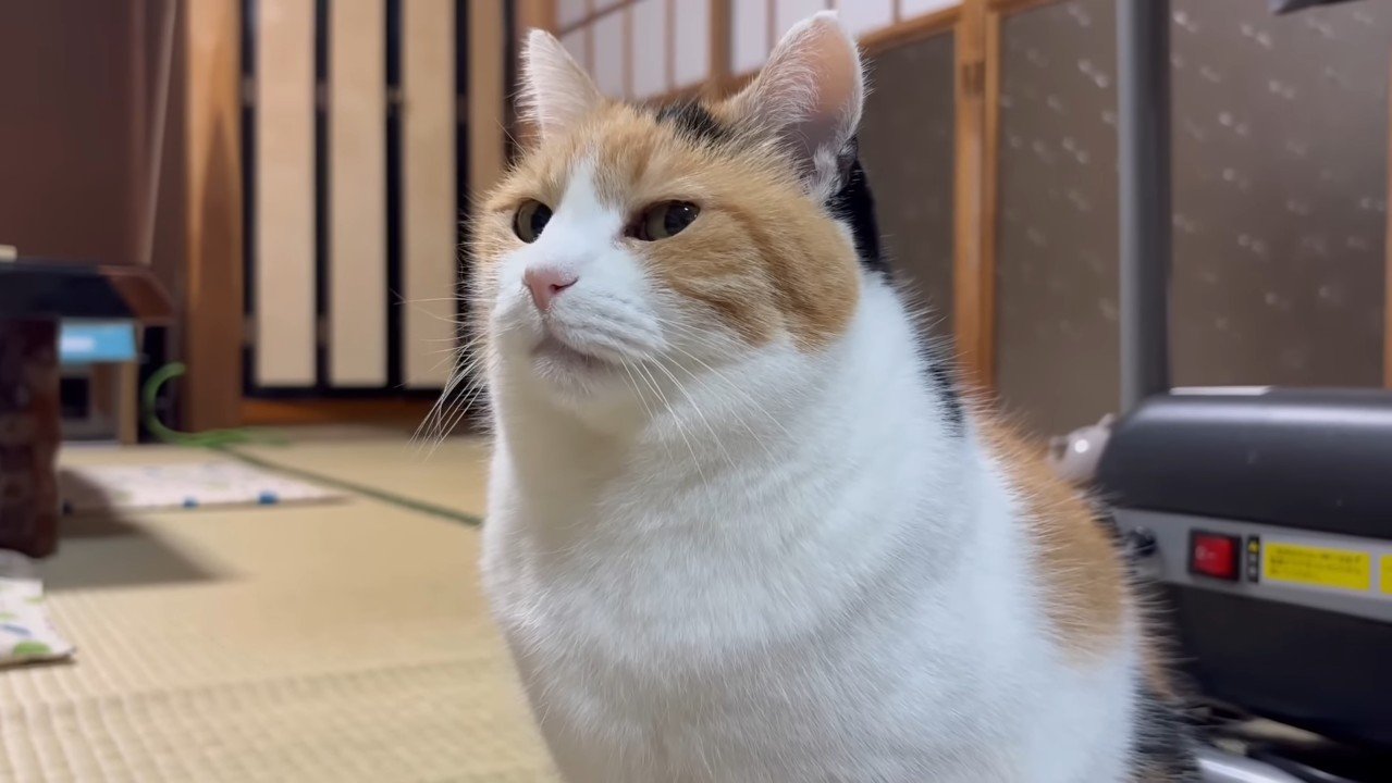 ひとり遊びの最中に『テレビが気になった三毛猫』→映っていたのは…可愛すぎる瞬間に「真剣な顔がかわいい」「めっちゃ姿勢の良い猫背」の声