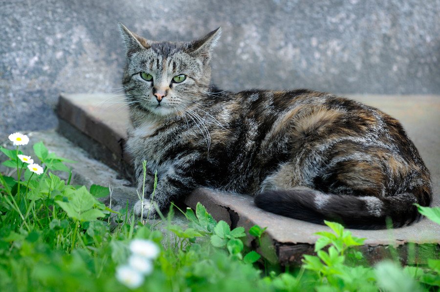 猫が夢中になる? 安価なコンクリート板が飼い主に大人気 米国