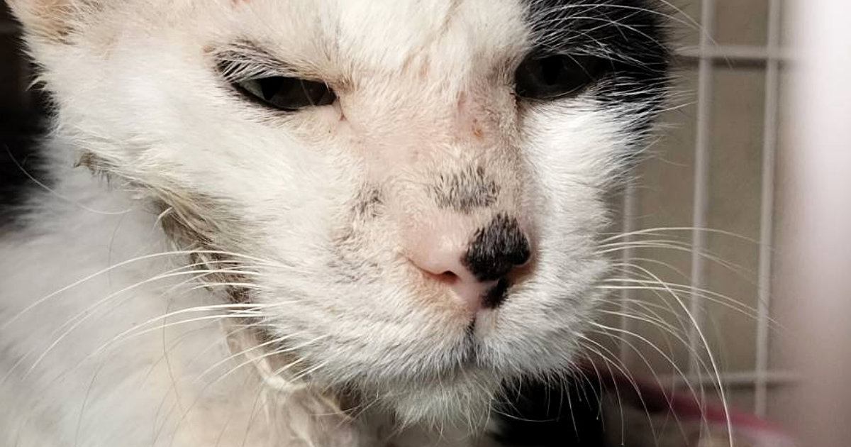 ボロボロだった野良猫を保護して１年…同じ猫とは思えない『現在の光景』に感動の声「幸せにしてくれてありがとう」「元気になってよかった」