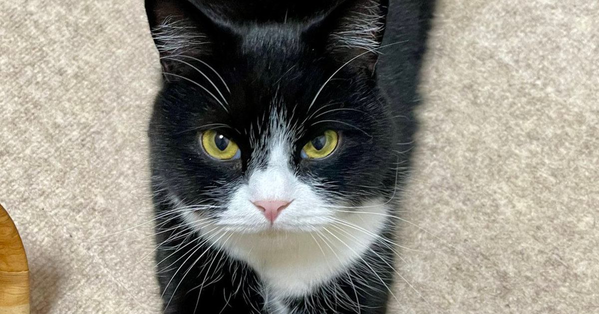 前足を伸ばす猫→まるで『靴下』を履いているようで……「お洒落さんだ」「とても似合ってるｗ」可愛すぎる『模様』に４万いいねの反響