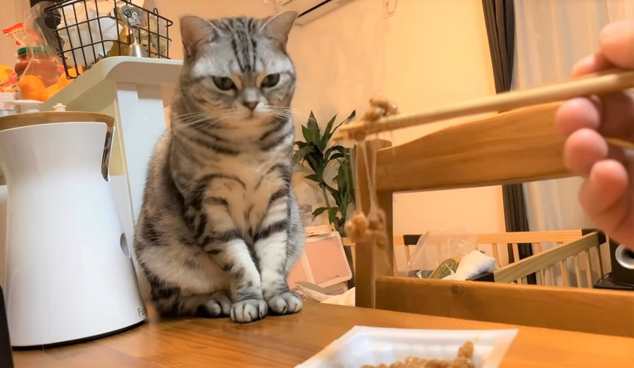 「くっさー！」初めての納豆に猫ちゃんイカ耳！