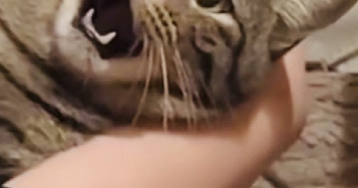 大っ嫌いな『爪切り』を頑張る猫→表情が…この世の終わりのようなリアクションに爆笑「もうだめだぁ〜ｗ」「すごい顔してるｗ」と37万再生