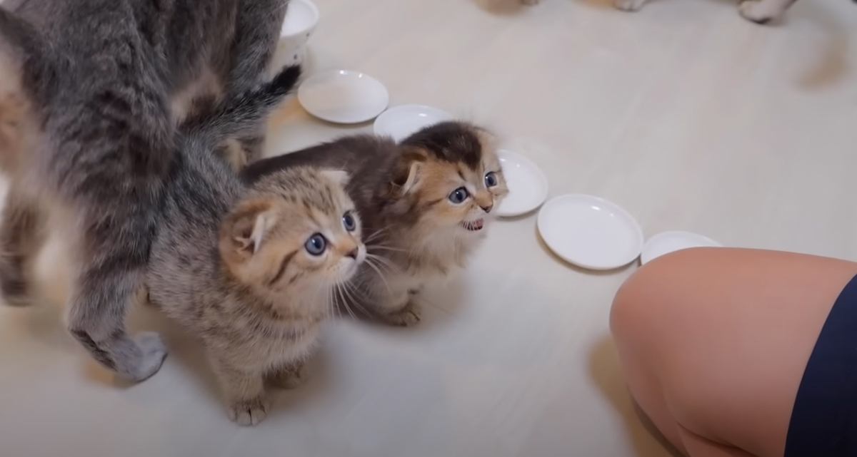 ご飯を待っている子猫→用意に時間がかかると…待ちきれない子猫の『可愛すぎる行動』が125万再生「あまりの可愛さに感動」「たまらん」