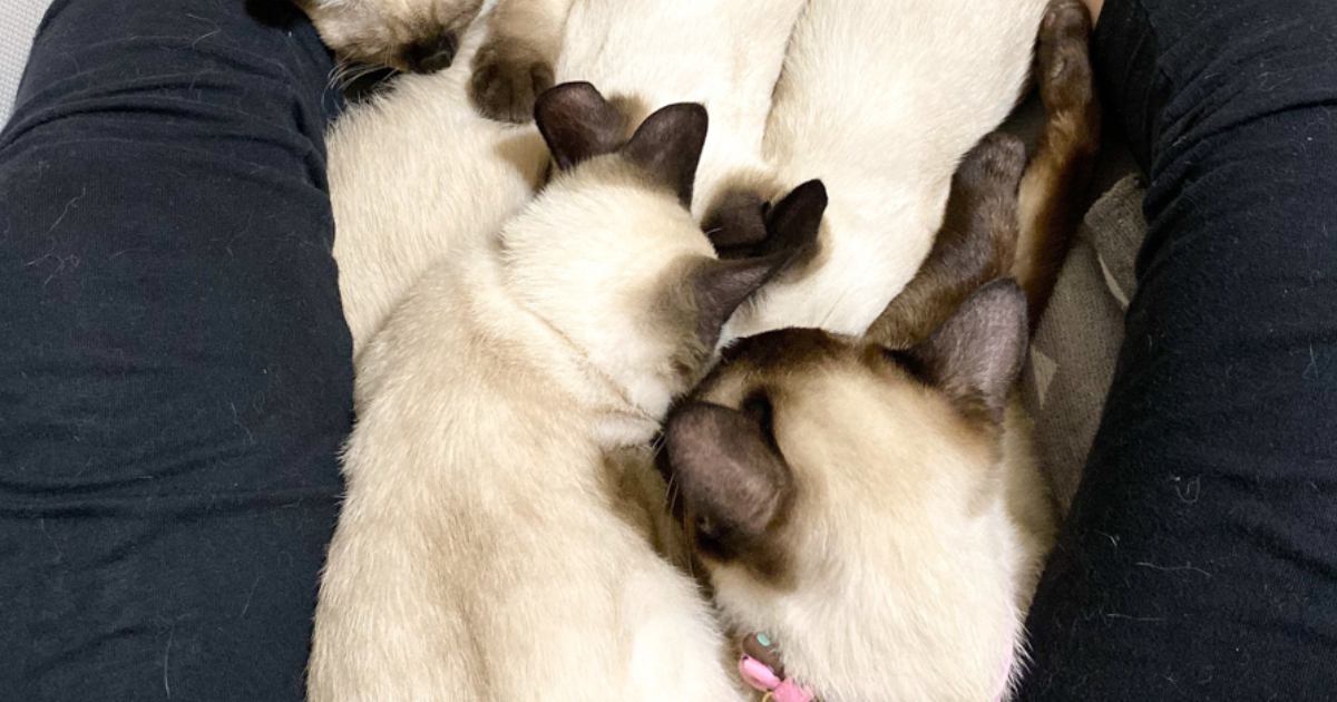 股の間で『ママ猫』がくつろいでいると、『子猫たち』が集まってきて…まさかの光景に「し、幸せすぎる」「かわいいが溢れてる」と2万いいね