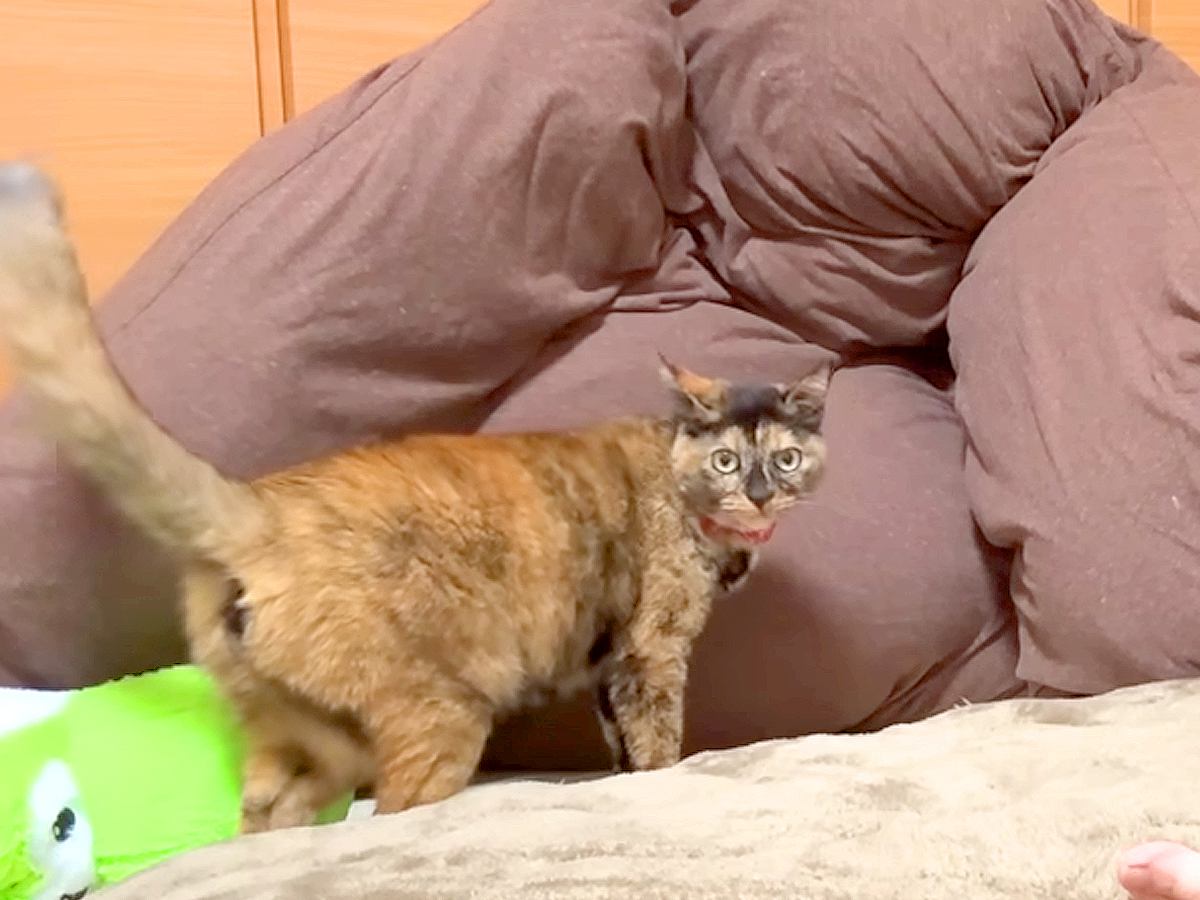 飲み会でパパが不在の日→猫たちと気ままに過ごしていたら…いじらしすぎる『健気な行動』に反響「素敵な世界」「ちょっぴり寂しかったのかも」