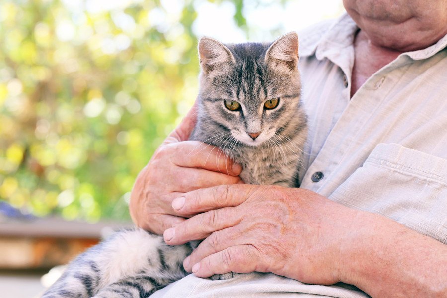 猫の老化スピードが早くなってしまう飼い方６つ