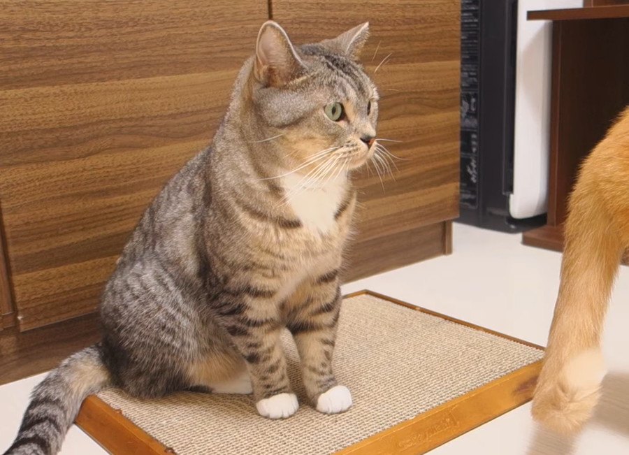 封印された猫ちゃんの爪研ぎ！再会果たす