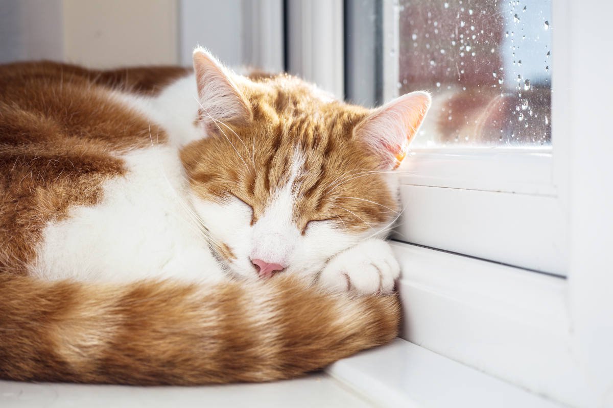 『雨の日の猫はよく寝る』は本当？そう言われる3つの理由　迷信じゃないかも？