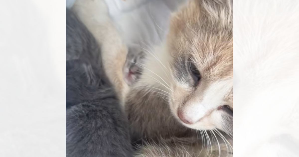 山に置き去りにされていた『必死に我が子を守る母猫』→連れて帰ろうとしたら…「泣けて仕方がない」「母が健気で涙が出た」と217万再生