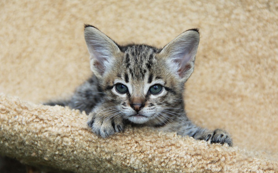 野生猫の血を引くワイルドな見た目の猫6選！飼い方や特徴