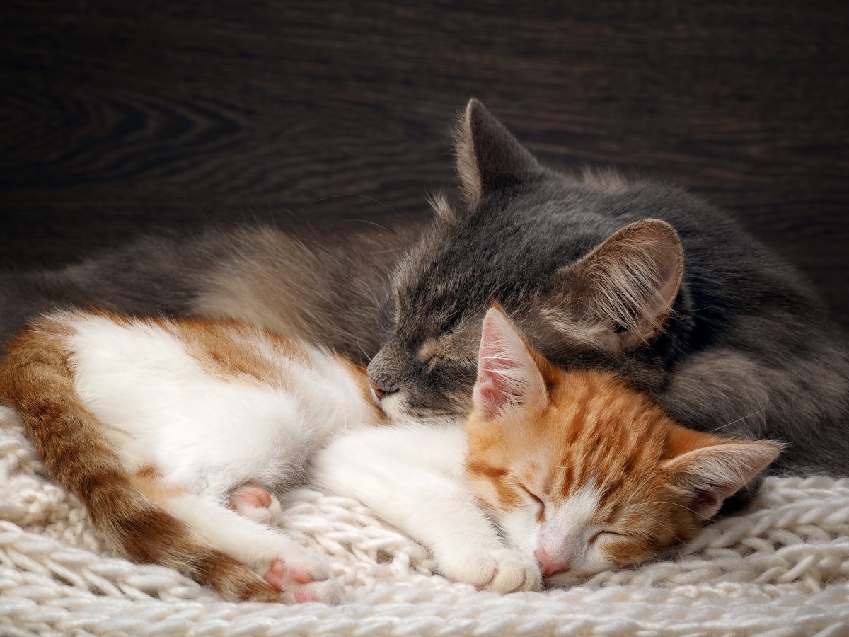 猫たちは『血のつながり』を理解できているの？　親兄弟との関係にまつわる知識や意外な事実を解説