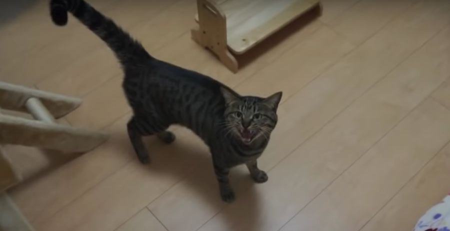 やっぱりこうなる！おやつを爆速食いする猫ちゃん！