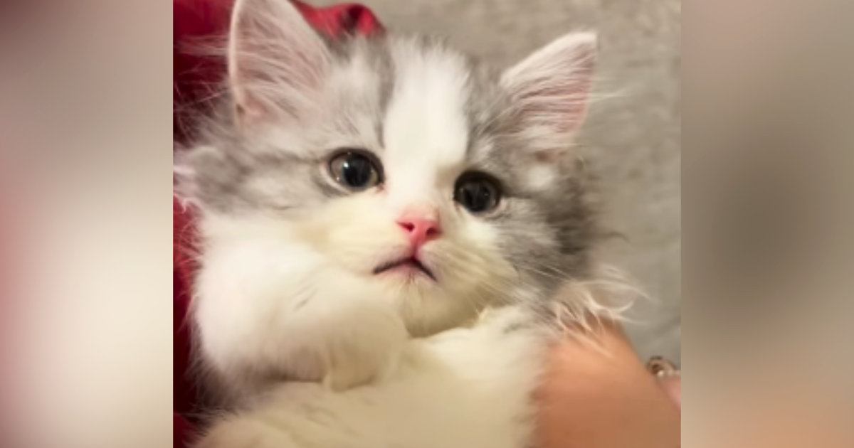 子猫を抱っこしていたら、だんだん表情が変化して…涙が出るほど『尊い光景』が140万再生「信じられない可愛さ」「ぬいぐるみみたい」と悶絶
