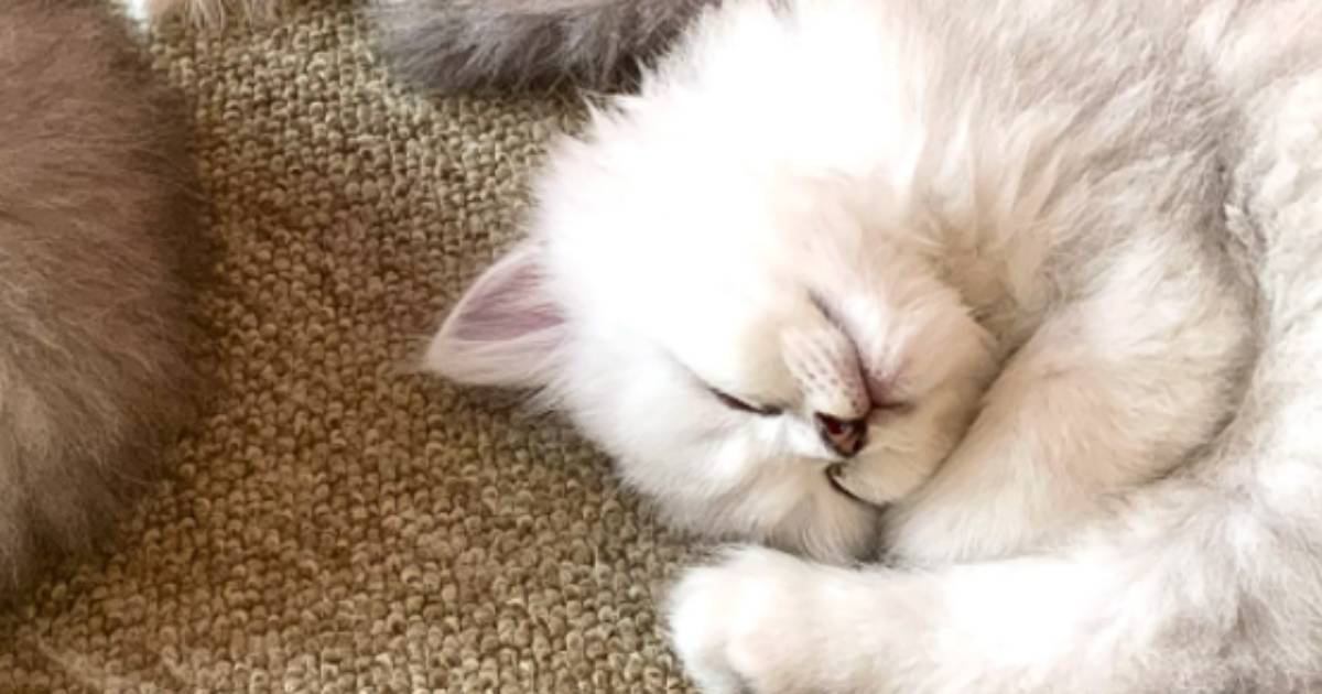 同じ格好でお昼寝をしていた3匹の子猫→『まさかの生き物そっくりな光景』に３万いいね「可愛くて食べれない」「ヤバいかわいい」と話題に