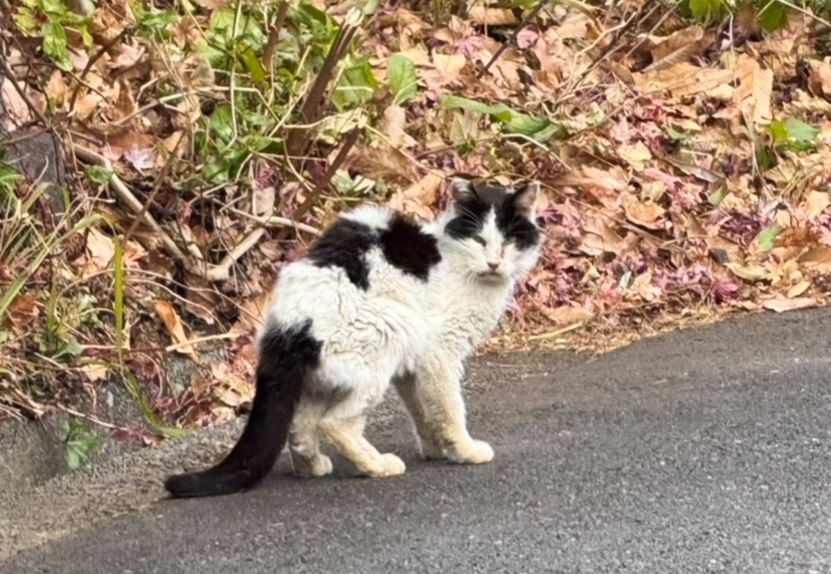 『衰弱した1匹の老猫が車のまえを横切って…』奇跡的に繋がった縁で幸せを掴んだ姿に涙がでると74万再生「ありがとう」「出会えてよかった」