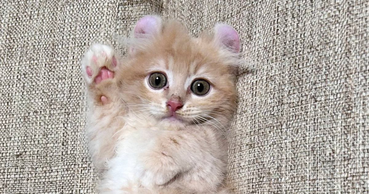 『もう子猫とは呼べない…』半年後の様子を見ると→劇的なビフォーアフターに４万いいね「同じポーズで笑った」「やぁ（野太い）」