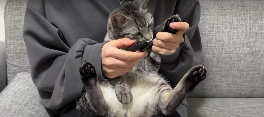 鼻毛カッターで猫ちゃんの肉球の毛カット！？