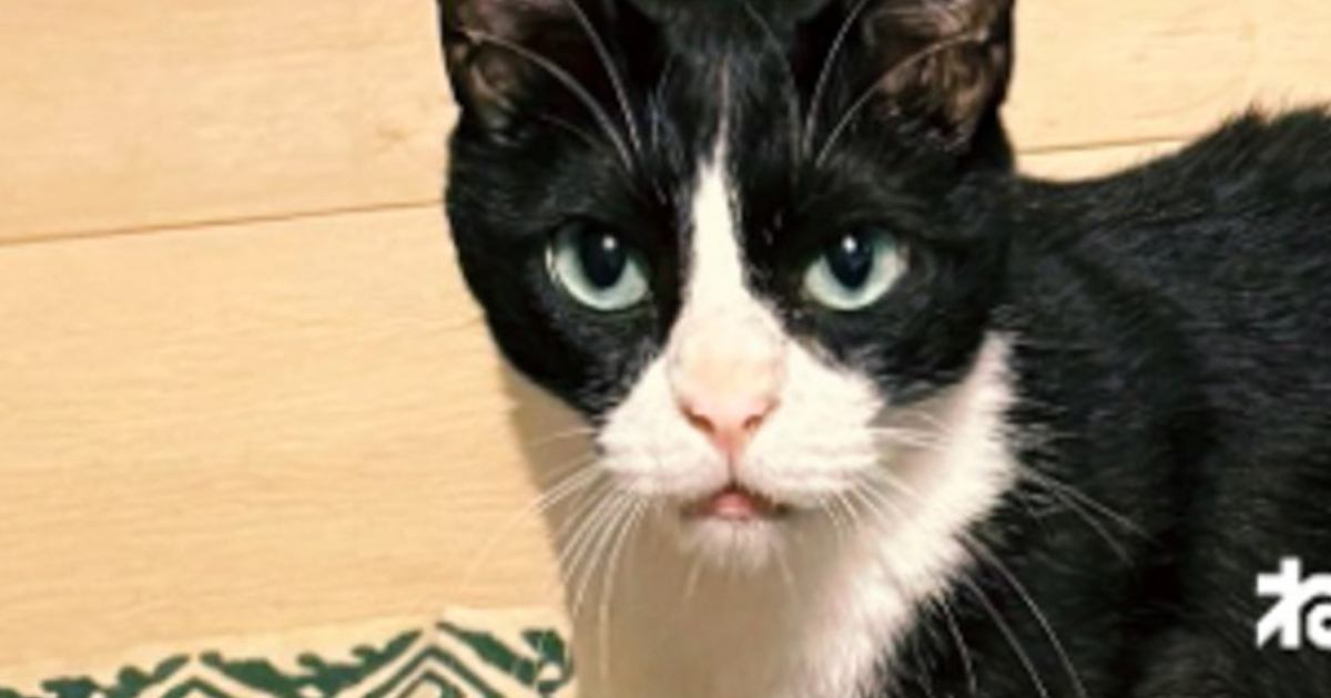 旅行の準備をしていた猫の飼い主さん→持っていくものを並べていたら…『可愛すぎる瞬間』が415万表示「必需品w」「連れていけとw」